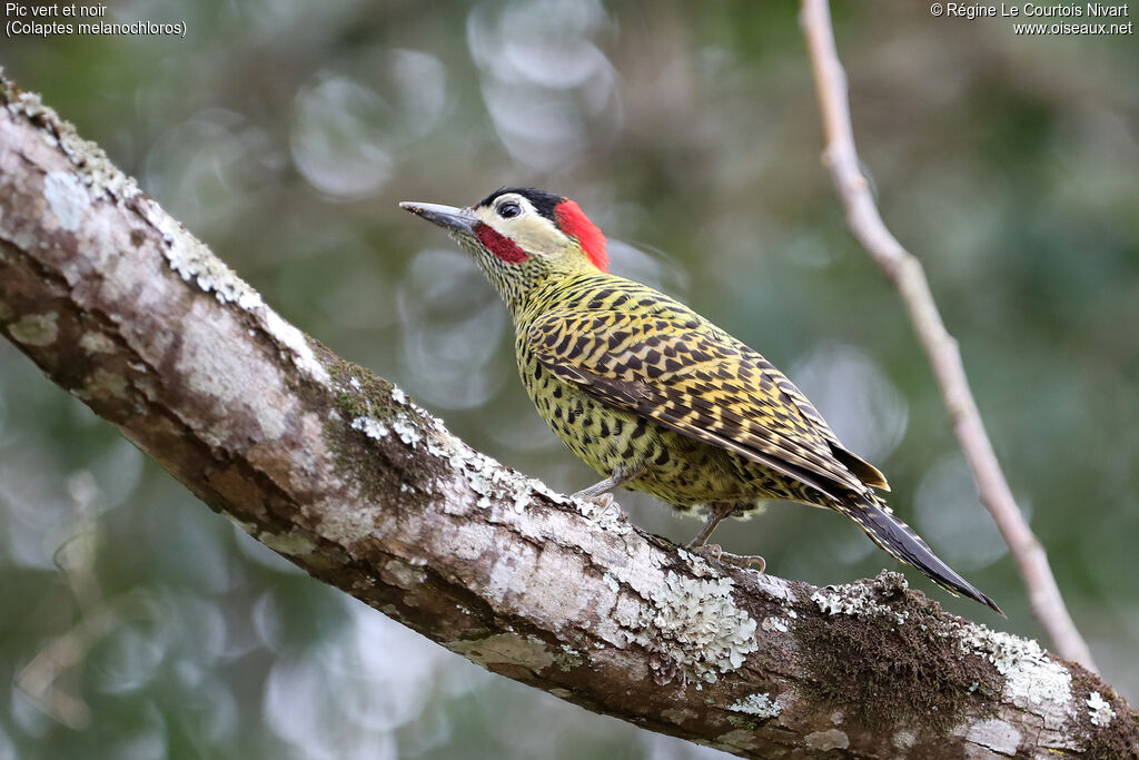 Green-barred Woodpecker
