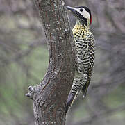 Green-barred Woodpecker