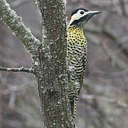 Green-barred Woodpecker