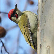 European Green Woodpecker