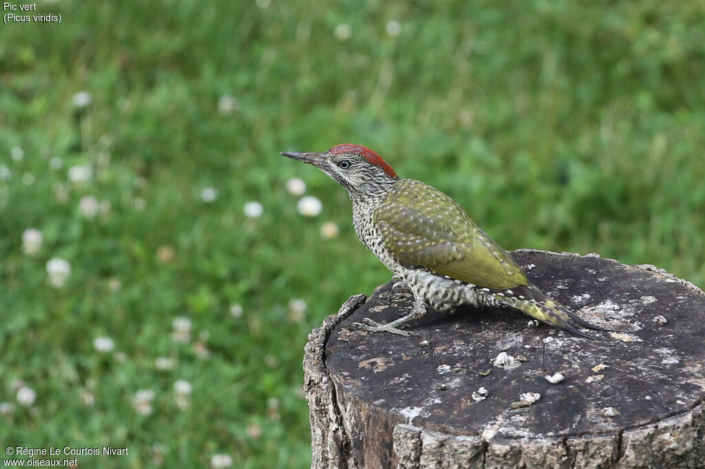 European Green Woodpeckerjuvenile