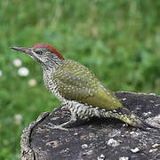 European Green Woodpecker