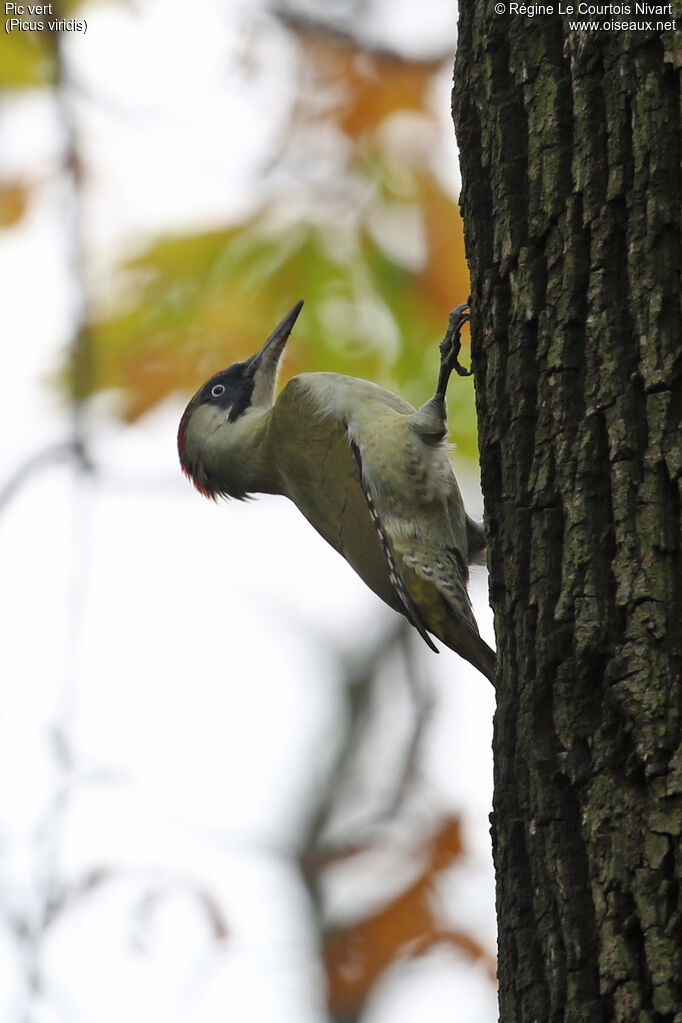 European Green Woodpecker female