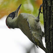 European Green Woodpecker