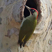 European Green Woodpecker