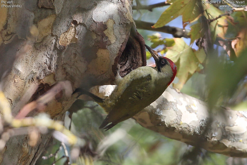 European Green Woodpecker female adult