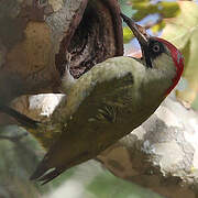 European Green Woodpecker