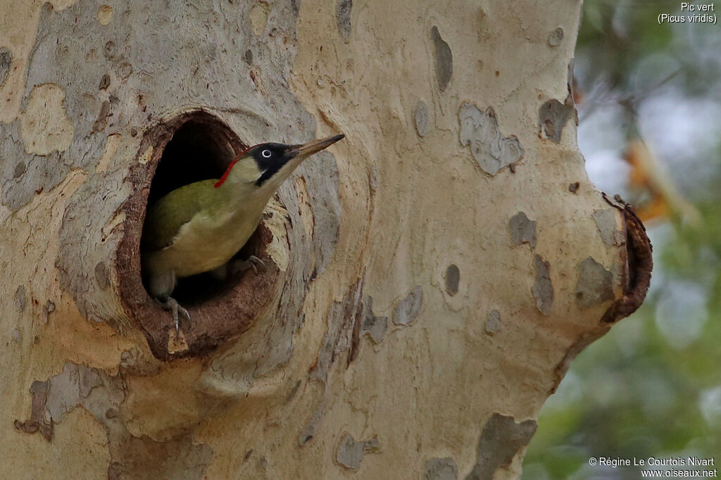 European Green Woodpecker female adult