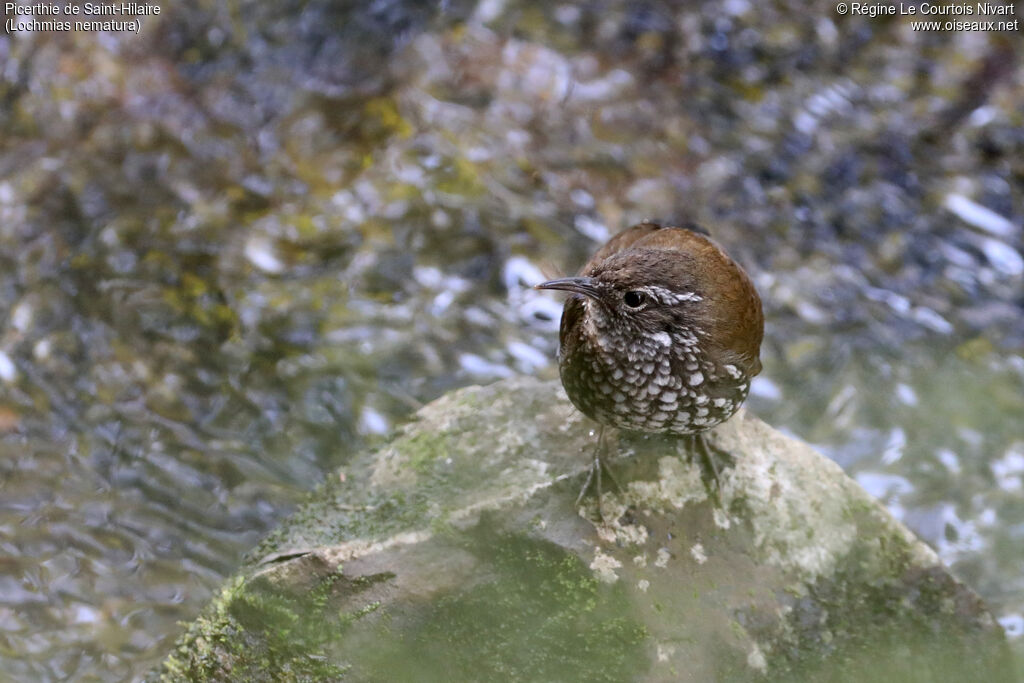 Picerthie de Saint-Hilaire