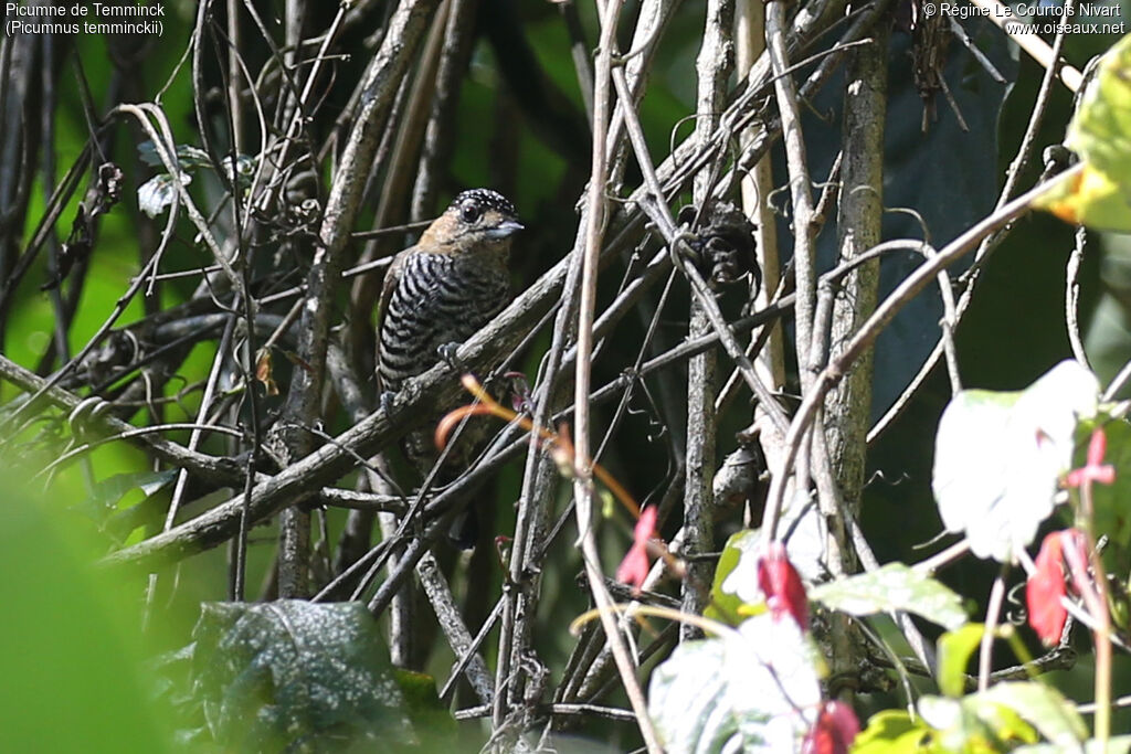 Picumne de Temminck