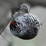 Picumne frangé