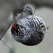 Picumne frangé