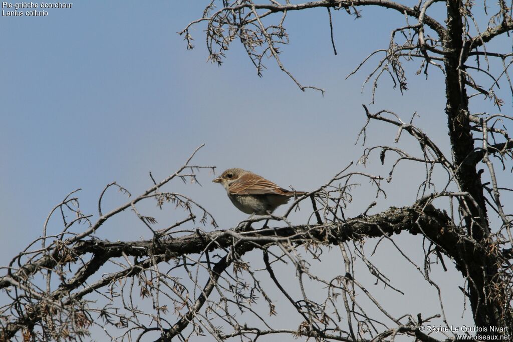 Pie-grièche écorcheurjuvénile, identification