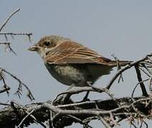 Red-backed Shrike