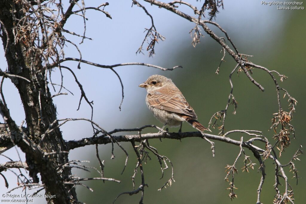 Pie-grièche écorcheurjuvénile, identification