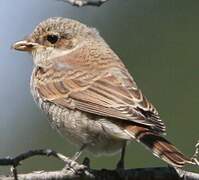 Red-backed Shrike