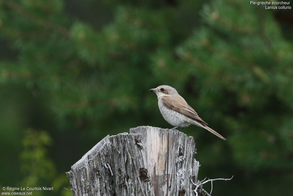 Pie-grièche écorcheur femelle adulte, identification