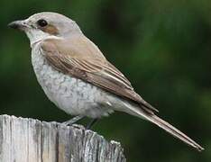 Red-backed Shrike