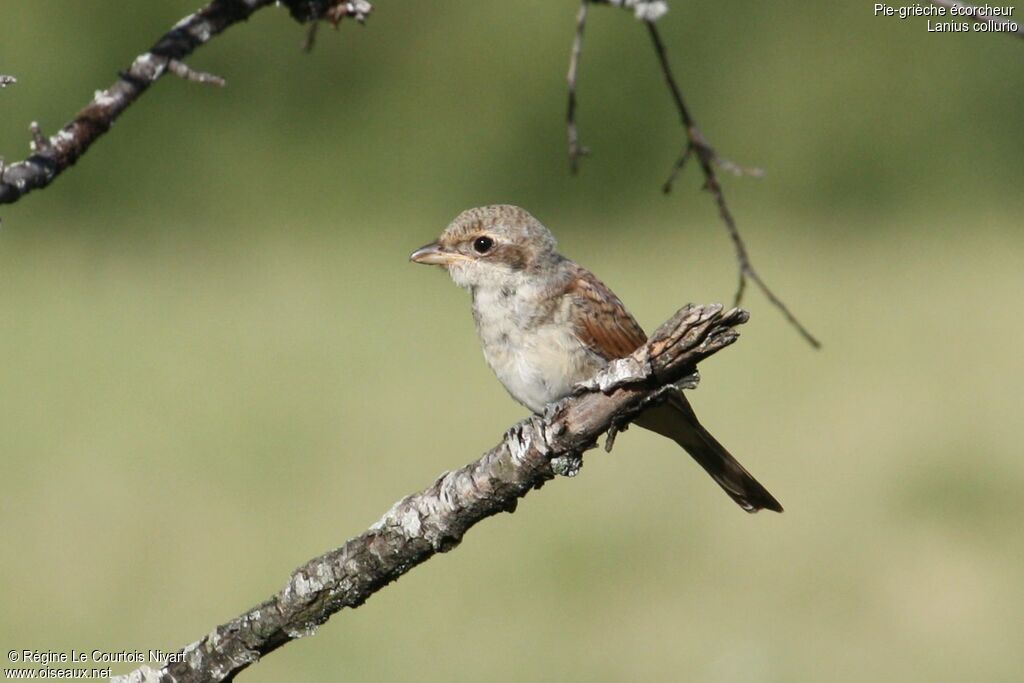 Red-backed Shrikejuvenile, identification