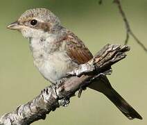 Red-backed Shrike