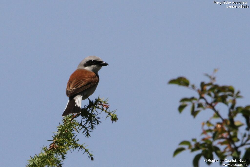 Red-backed Shrike male adult