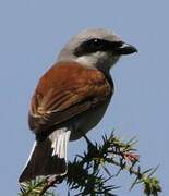 Red-backed Shrike