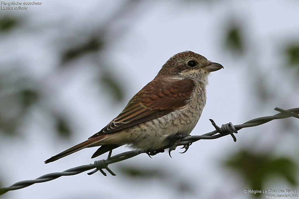 Red-backed Shrikejuvenile