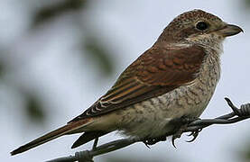 Red-backed Shrike