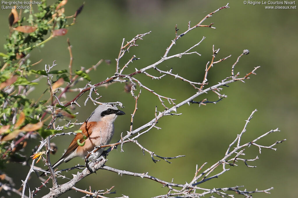 Red-backed Shrike