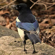 Eurasian Magpie