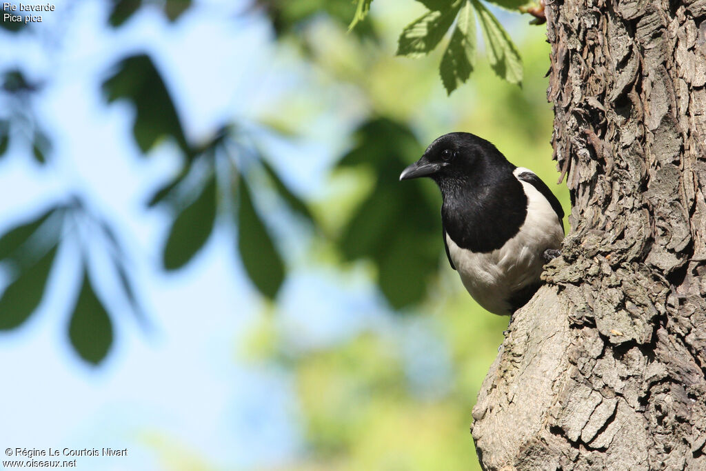 Eurasian Magpie