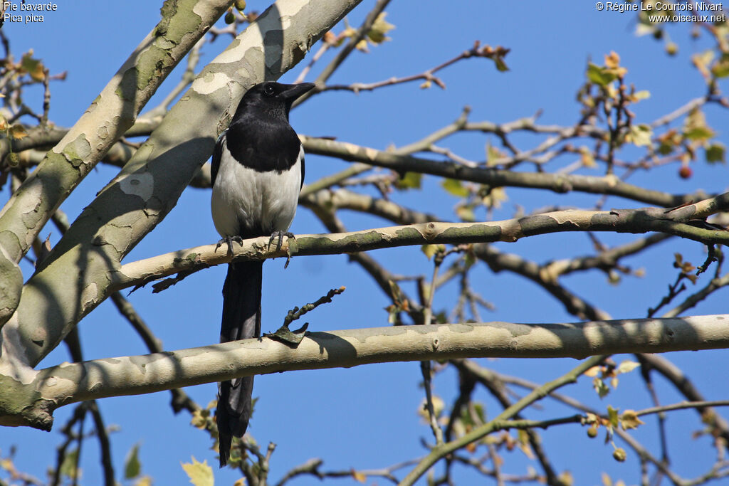 Eurasian Magpie