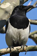 Eurasian Magpie