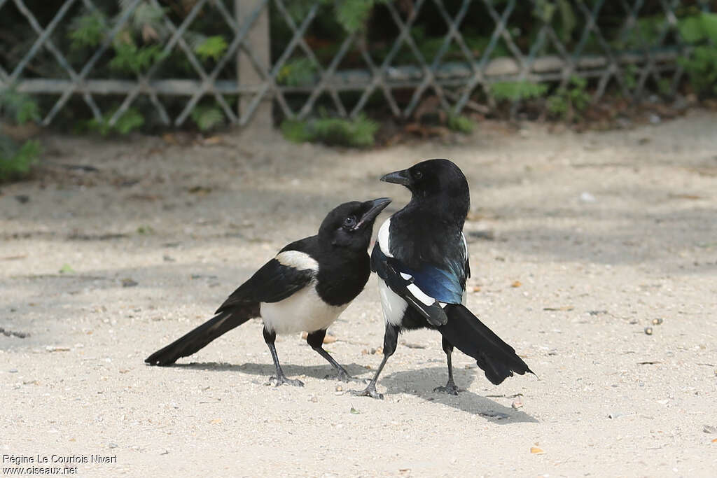 Eurasian Magpie, Reproduction-nesting