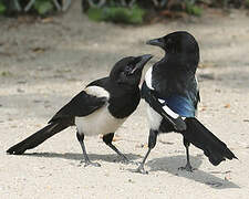 Eurasian Magpie