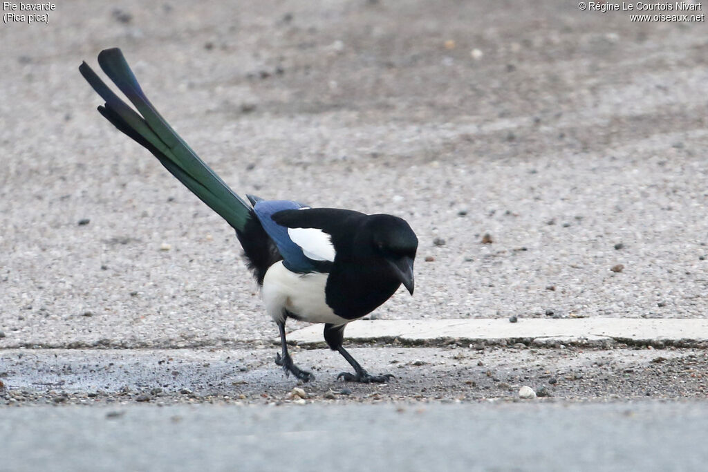 Eurasian Magpie