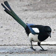 Eurasian Magpie