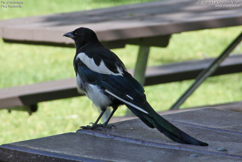 Black-billed Magpie