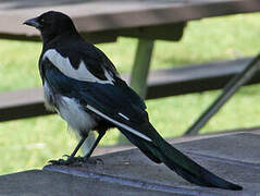 Black-billed Magpie