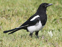 Black-billed Magpie