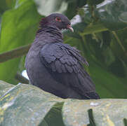 Scaly-naped Pigeon