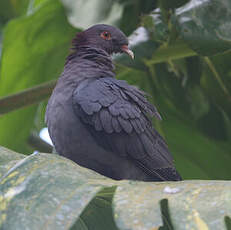 Pigeon à cou rouge