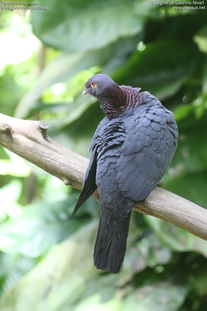 Pigeon à cou rouge