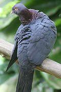 Scaly-naped Pigeon