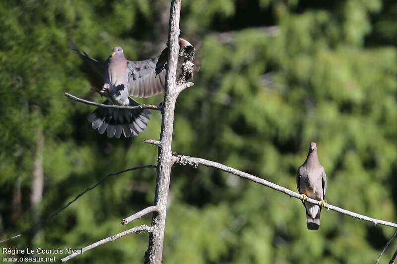 Band-tailed Pigeon, pigmentation, Flight