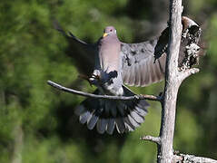 Band-tailed Pigeon