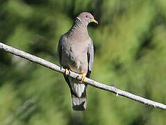 Band-tailed Pigeon