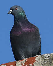 Pigeon biset