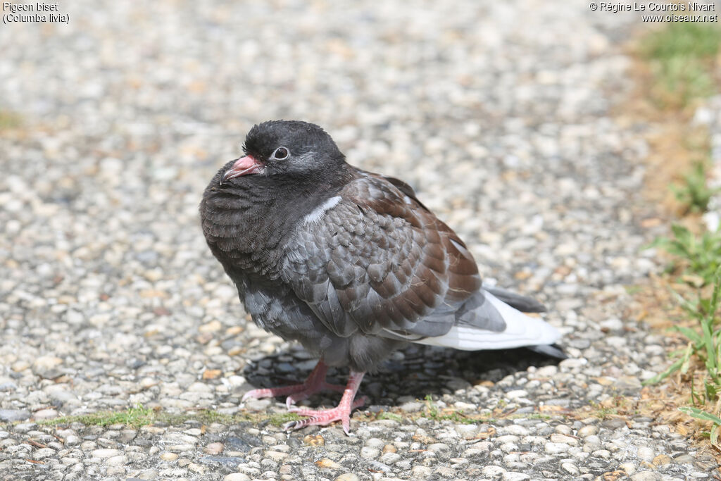 Pigeon bisetjuvénile