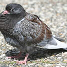 Pigeon biset